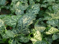 Arum italicum.jpg_s.jpg